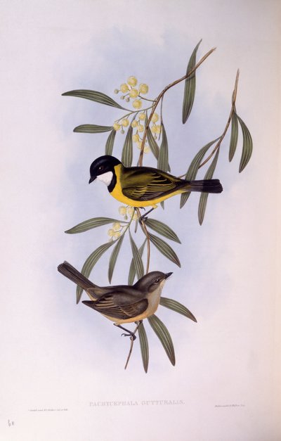 Black-tailed whistler (Pachycephala melanura), Gravyr av John Gould av John Gould