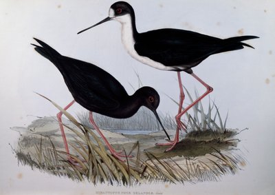 Svart stilt (Himantopus novaezelandiae), gravyr från Birds of Australia av John Gould