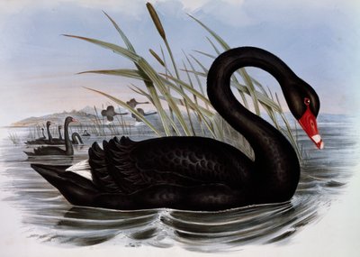 Svart svan (Cygnus atratus), gravyr från Birds of Australia av John Gould