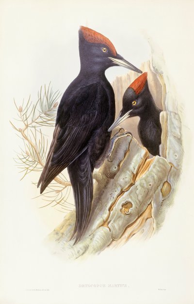 Svart hackspett (Dryocopus martius), Gravyr av John Gould av John Gould