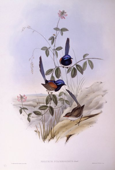 Blåbröst gräddgräs (Malurus pulcherrimus), Gravyr av John Gould av John Gould