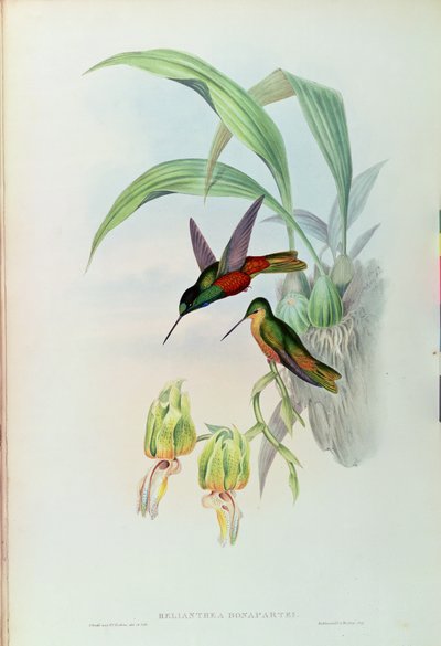 Bonapartes stjärnskott (färgad litografi) av John Gould