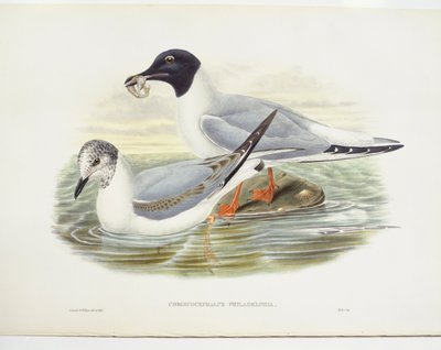 Bonapartes mås (Larus philadelphia), illustration av John Gould