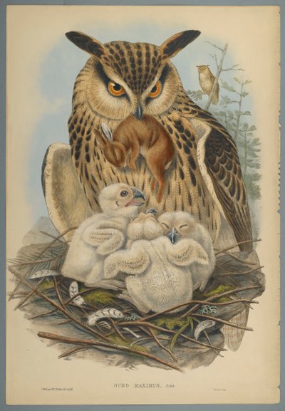 Bubo Maximus: Uggla (färg litho på vävt papper) av John Gould