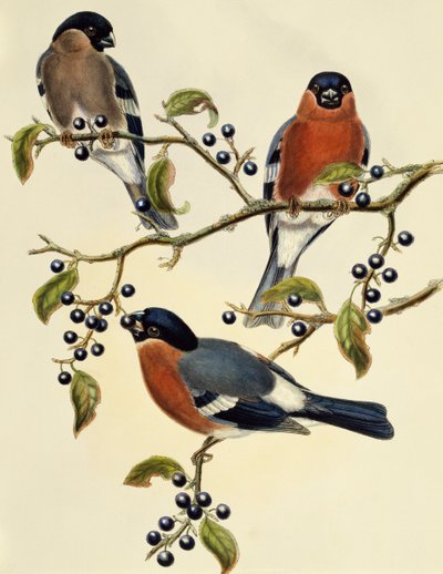 Domherre (Pyrrhula pyrrhula), gravyr av John Gould (1804-1881). Storbritannien av John Gould