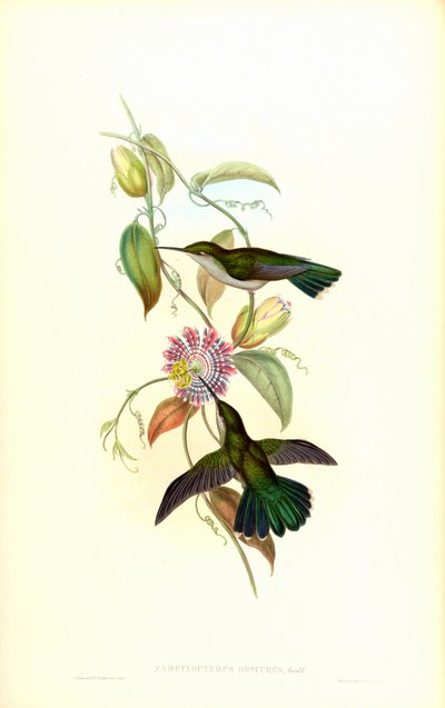Campylopterus obscurus av John Gould