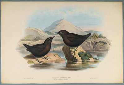 Cinclus Pallasi: Pallas Water Ouzel (färg litho på vävt papper) av John Gould