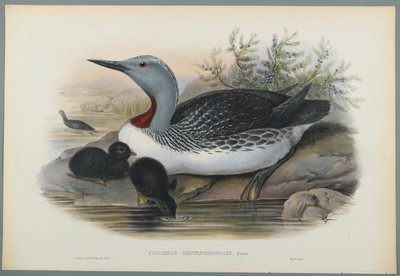 Colymbus Septentrionalis: Red Throated Diver (färg litho på vävt papper) av John Gould