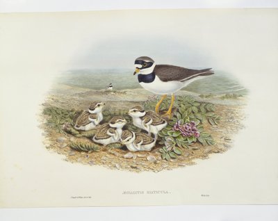 Riken (Charadrius hiaticula), illustration av John Gould