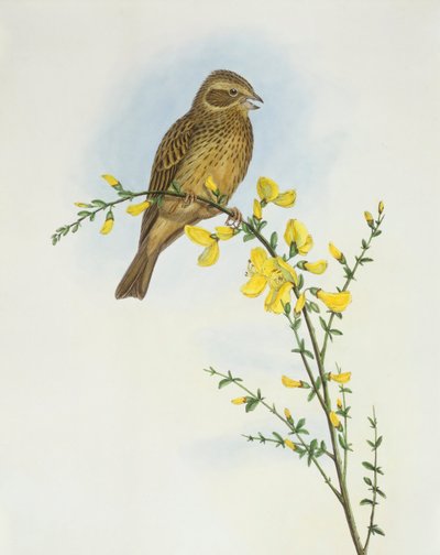 Majsspurv (Miliaria o Emberiza calandra), Gravyr av John Gould av John Gould