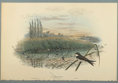 Cotyle Riparia (färg litho på vävt papper) av John Gould
