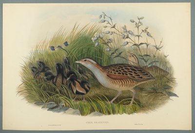 Crex Pratensis - Landrail eller Corn Crane (färg litho på vävt papper) av John Gould