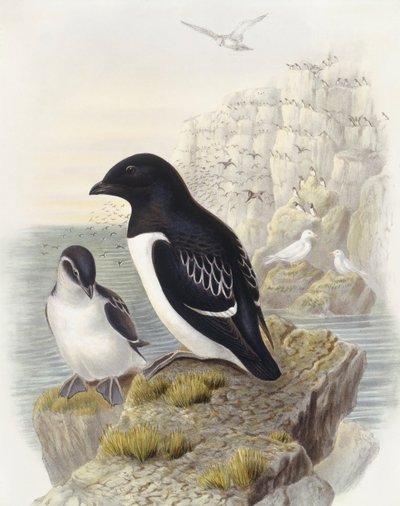 Dovekie (Alle alle), Gravyr av John Gould av John Gould