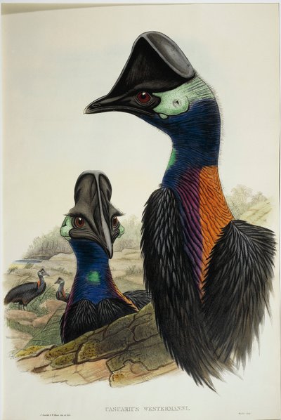 Dvärgkasuaren Casuarius bennetti, gravyr av John Gould