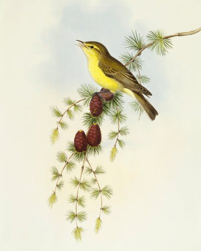 Flugsnappare (Ficedula hypolaris), Gravyr av John Gould av John Gould