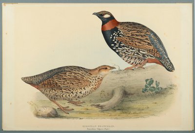 Francolinus Vulgaris (Briss): Europeisk Francolin (färg litho på vävt papper) av John Gould