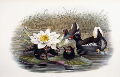 Gallinula Chloropus av John Gould