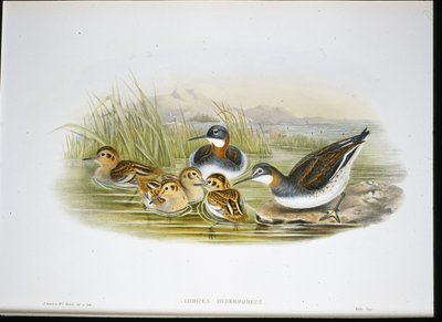Blank Ibis (Falcinellus Igneus) (handfärgad litho) av John Gould