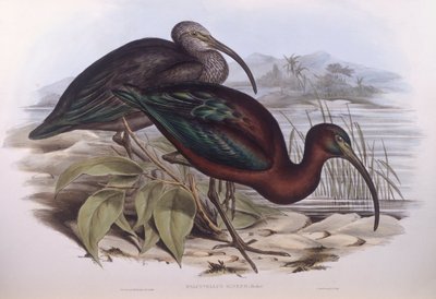 Blank ibis (Plegadis falcinellus), Gravyr av John Gould av John Gould