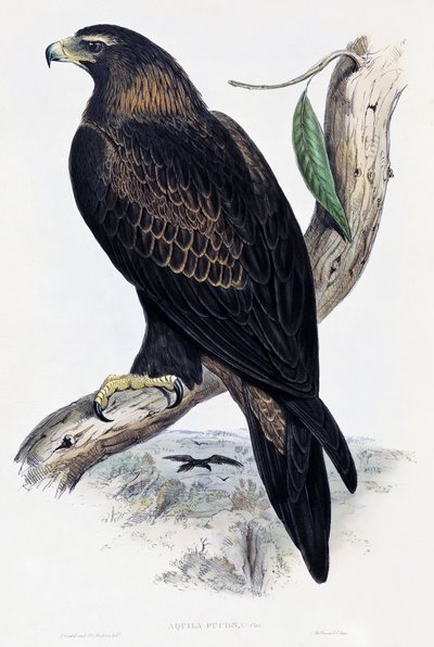 Golden Eagle (Aquila chrysaetos), litografi från Birds of Australia and Great Britain av John Gould (1804-1881), Storbritannien av John Gould