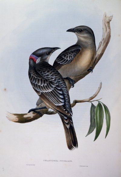 Stor Bowerbird (Chlamydera nuchalis), gravyr från Birds of Australia av John Gould