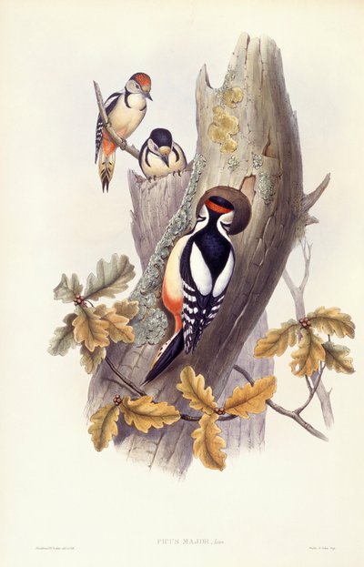 Stor hackspett (Dendrocopos major), Gravyr av John Gould av John Gould