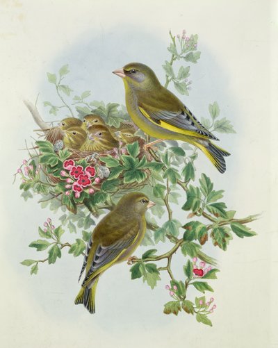 Grönfink, 1873 (wc, penna på papper) av John Gould