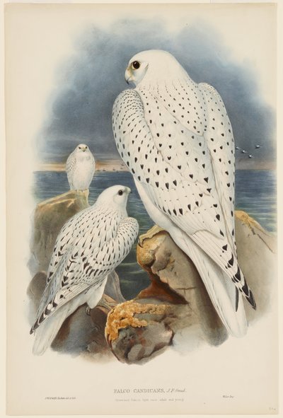 Grönlandsfalk av John Gould