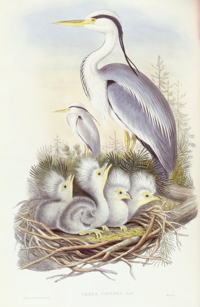 Gråhäger (Ardea cinerea), Gravyr av John Gould av John Gould