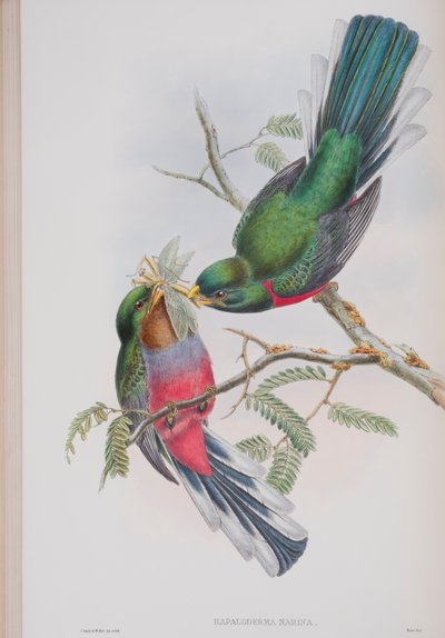 Hapaloderma Narina, tallrik från The Birds of Great Britain av John Gould, publicerad 1862-73 (handfärgad litho) av John Gould