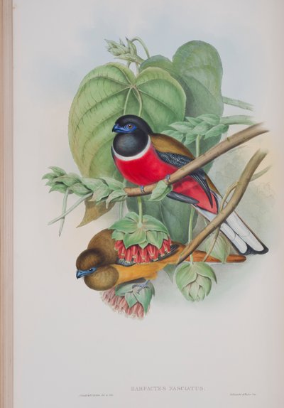 Harpactes Fasciatus, tallrik från The Birds of Great Britain av John Gould, publicerad 1862-73 (handfärgad litho) av John Gould