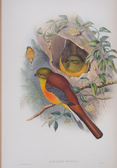 Harpactes Oreskios, tallrik från The Birds of Great Britain av John Gould, publicerad 1862-73 (handfärgad litho) av John Gould