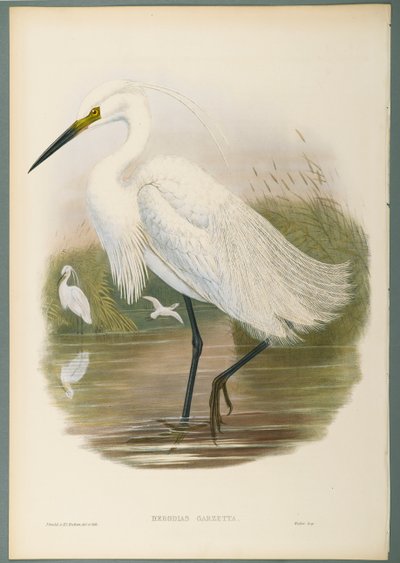 Herodias Garzetta - Little Egret (färg litho på vävt papper) av John Gould