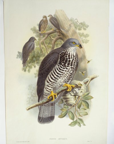 Honungsvråk (Pernis apivorus), illustration av John Gould