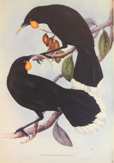 Illustration av Huia-paret av John Gould