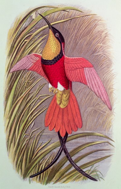 Humming Bird: Crimson Topaz, skylt 23 från 