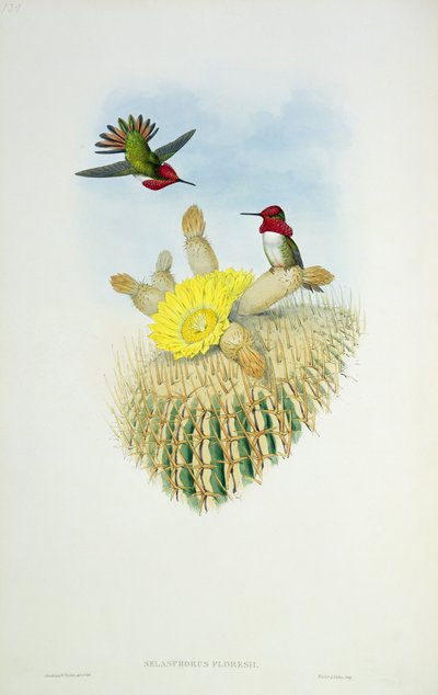 Hummingbird, graverad av Walter och Cohen av John Gould