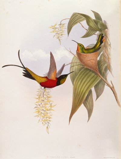 Kolibrier (Topaza Pyra) från A Monograph of the Trochilid av John Gould