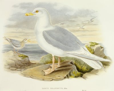 Islandsmås (Larus glaucoides), Gravyr av John Gould av John Gould