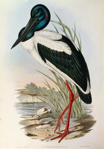 Illustration från John Goulds "The Birds of Australia" som representerar den svarthalsade storken Ephippiorhynchus asiaticus, av John Gould