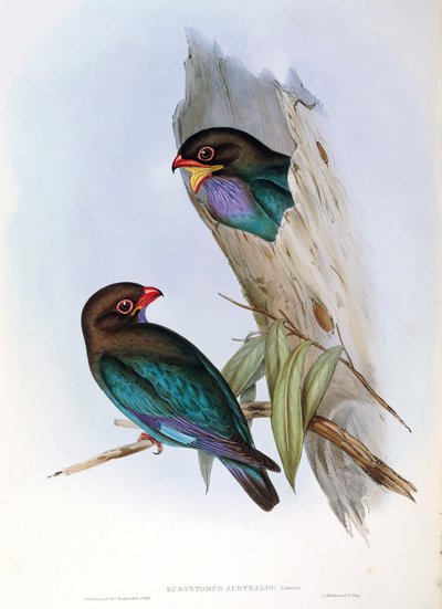 Illustration från John Goulds "The Birds of Australia" som representerar orientalisk dollarfågel Eurystomus orientalis, av John Gould