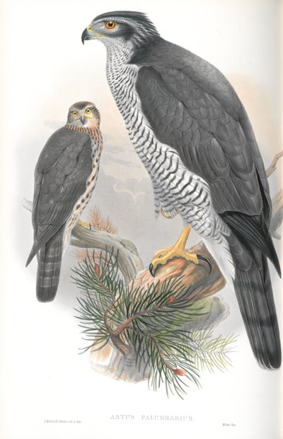 Illustration av Astur Palumbarius (Goshawk) av John Gould