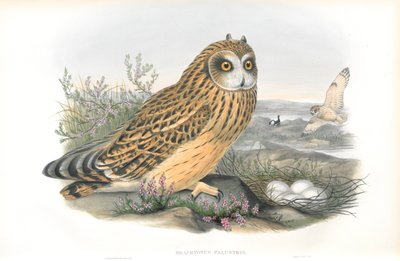 Illustration av Brachyotus Palustris (kortörad uggla) av John Gould