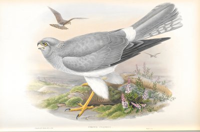 Illustration av Circus Cyaneus (Hen Harrier) av John Gould