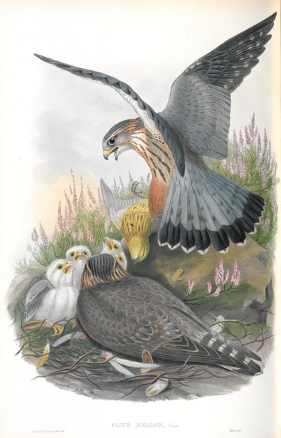Illustration av Falco Aesalon (Merlin) av John Gould