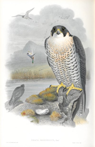 Illustration av Falco Peregrinus (Peregrine Falcon) av John Gould
