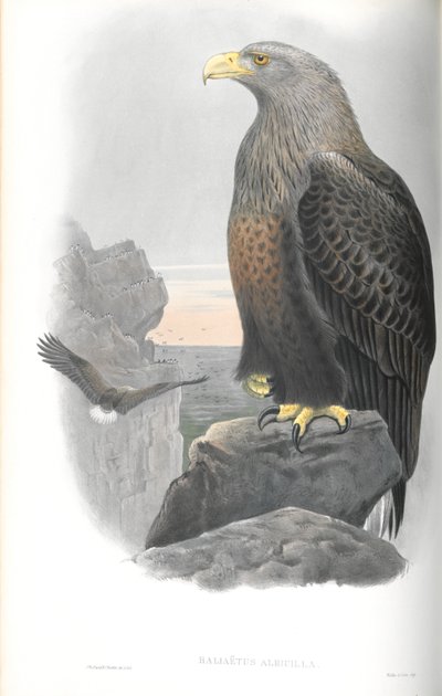 Illustration av Haliaeetus Albicilla (havsörn) av John Gould