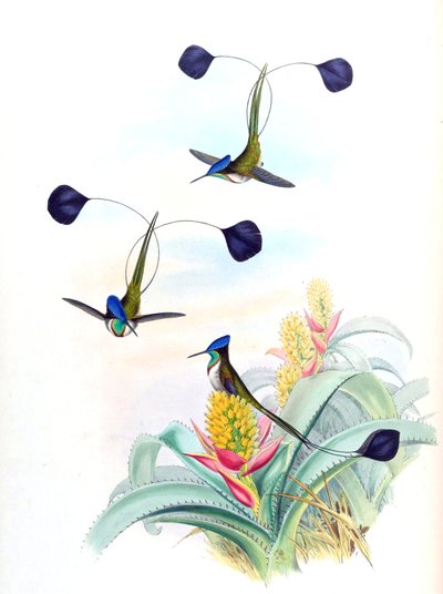 Illustration av Loddigesia mirabilis (kolibri) på Aechmea mertensii (som syn. A. mucroniflora) (bromeliad) av John Gould