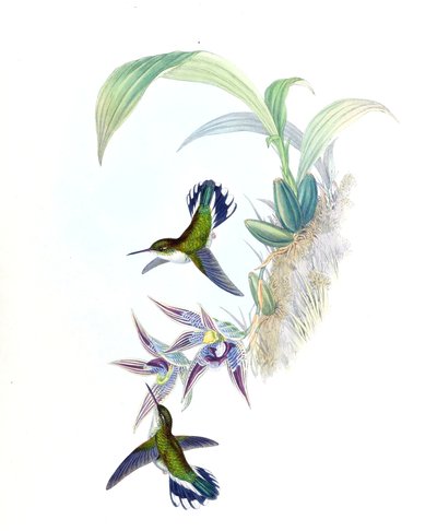Illustration av Phlogophilus hemileucurus på Paphinia cristata (orkidé) av John Gould