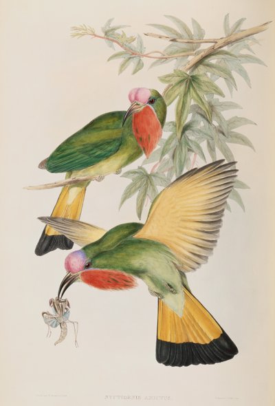 Kungsfiskare (Nyctiornis Amictus) från Birds of Asia av John Gould